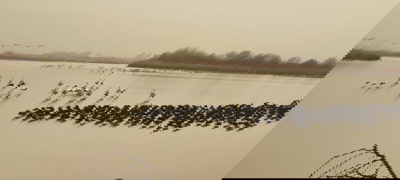 החסידות הראשונות באגמון החולה