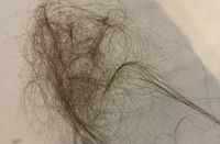 השירות שנתלשו