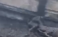 תיעוד מחריד: עשרות כבשים נשרפו למוות סמוך לחברון | קשה לצפיה