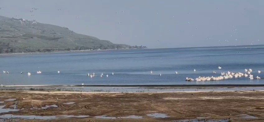 להקת השקנאים בכנרת, הבוקר