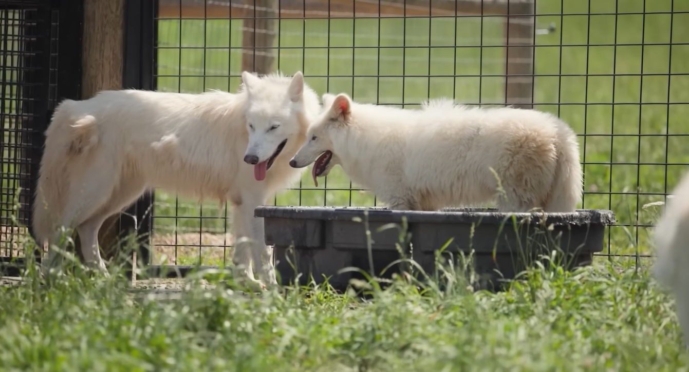 זאבי האימים