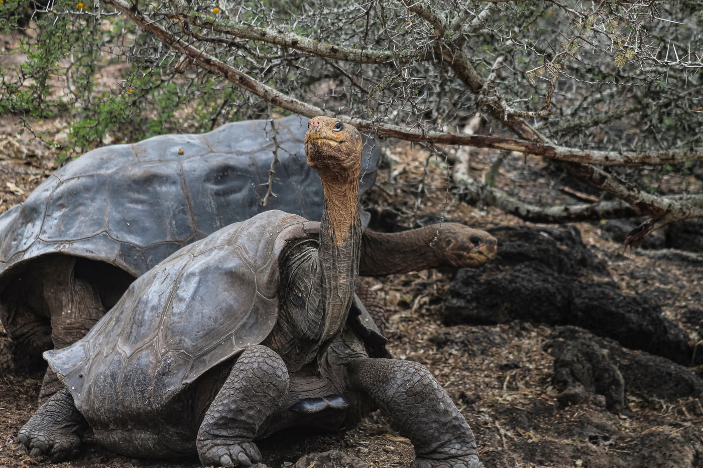 צבי הענק מגלפגוס