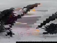 התמונה המשפילה