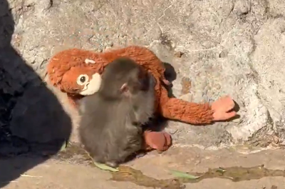 פאנץ' והבובה האהובה עליו