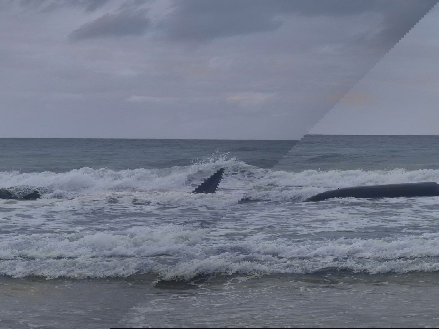 לוויתן ראשתן בחוף הים בזיקים, הבוקר