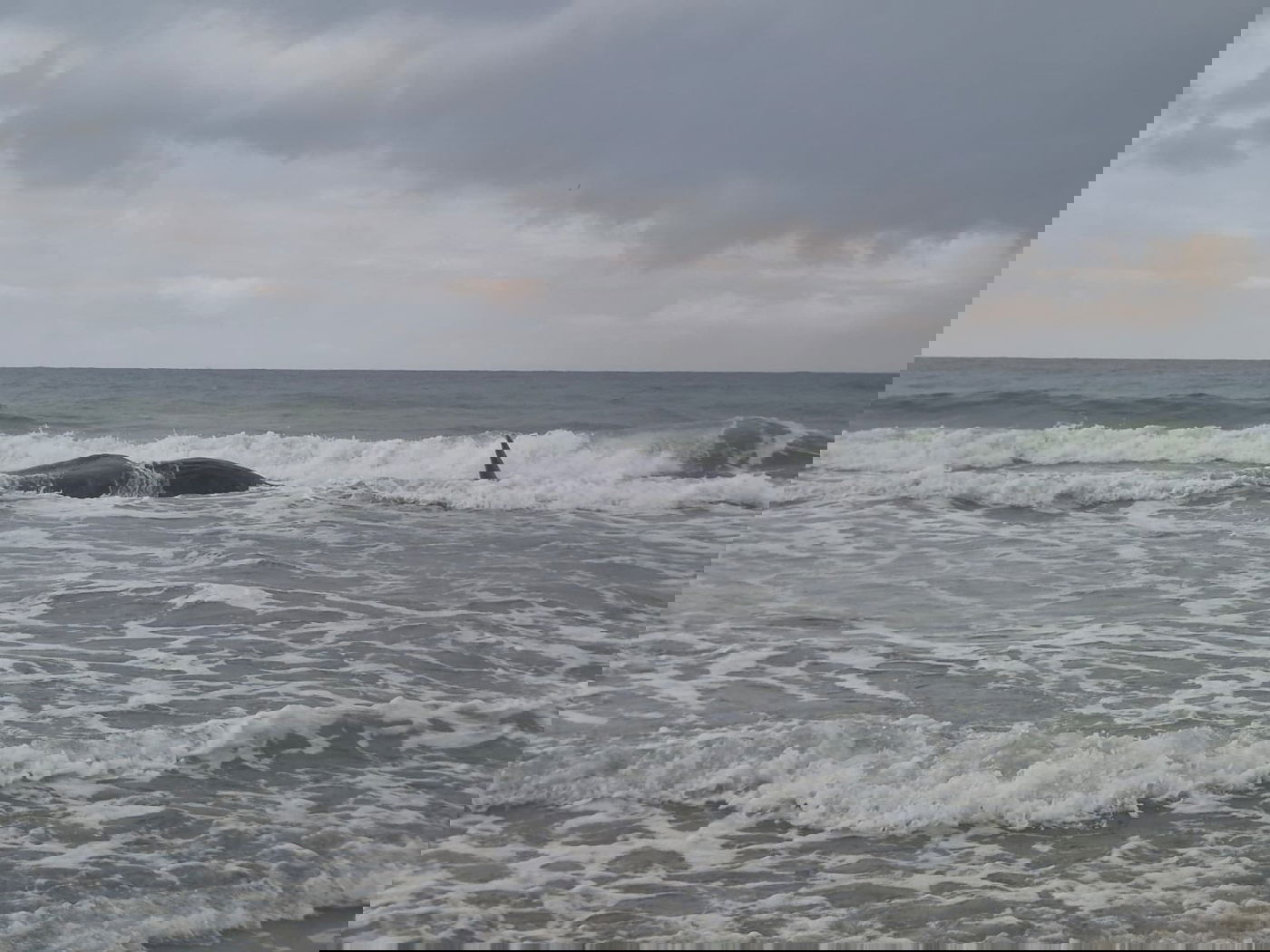 לוויתן ראשתן בחוף הים בזיקים, הבוקר