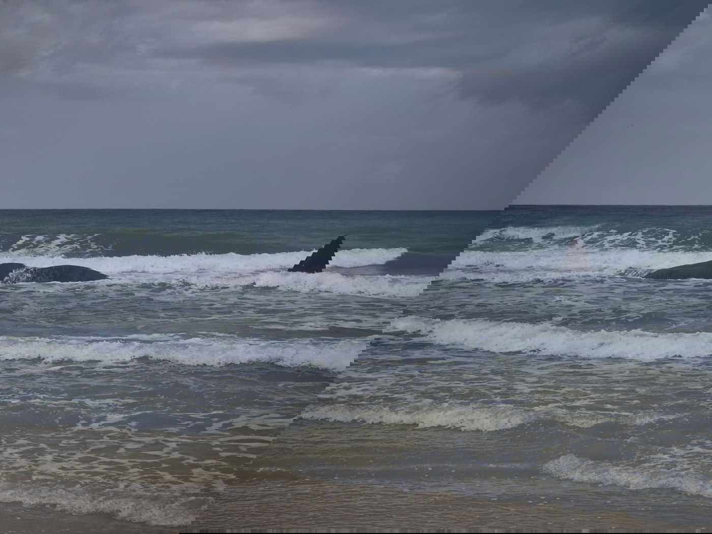 לוויתן ראשתן בחוף הים בזיקים, הבוקר