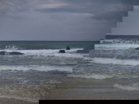 לוויתן ראשתן בחוף הים בזיקים, הבוקר