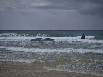 לוויתן ראשתן בחוף הים בזיקים, הבוקר