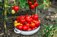 זני עגבניות שונים