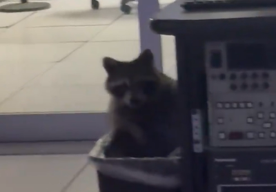 הדביבון שהתגלה בפח