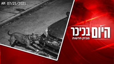 כלבי הפיטבול פירקו את הרכב לגורמים | תיעוד מהשוד הנועז של חנות הזהב  • צפו