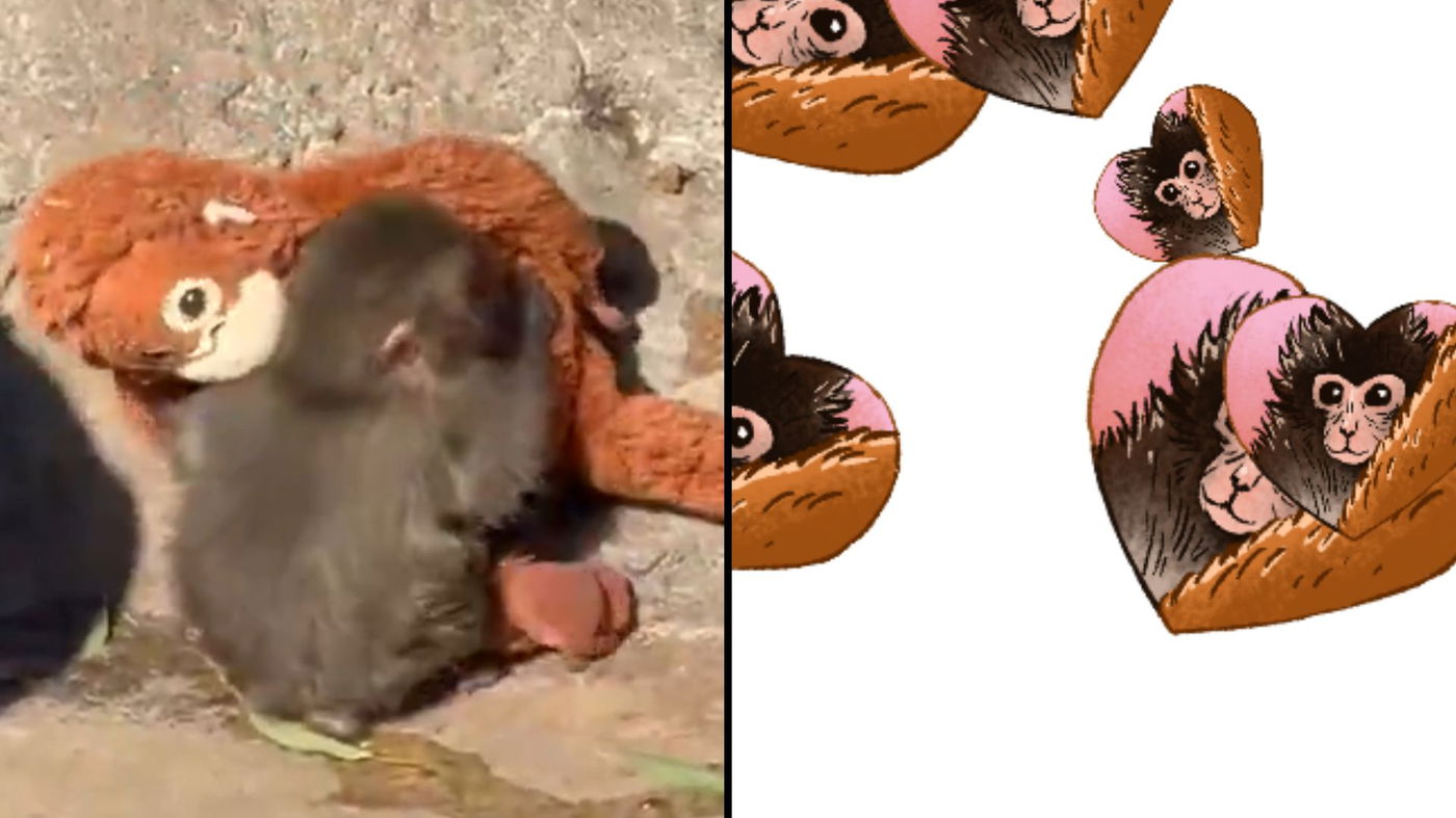 הלבבות שגוגל יצר, משמאל פאנץ' הקוף