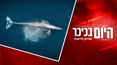 מחדל: אוטיזם במגזר החרדי מאובחן באיחור | תיעוד: לויתן אדיר במרחק נגיעה  • צפו