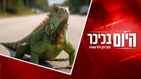 טירוף מוחלט - גשם של איגואנות | פקודת מטכ"ל היסטורית להסדרת גיוס חרדים • צפו