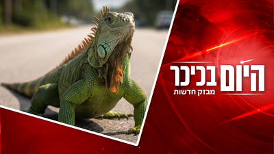 טירוף מוחלט - גשם של איגואנות | פקודת מטכ"ל היסטורית להסדרת גיוס חרדים • צפו