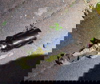 אחרי הנפילה: מתפרסם תיעוד של הפצצה המסוכנת ששוגרה לישראל