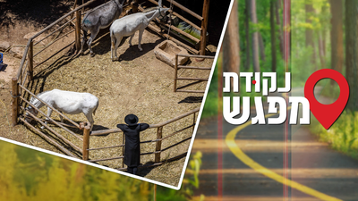 אילוסטרציה