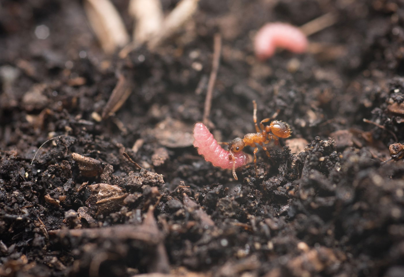 נמלה נושאת זחל של פרפר