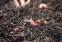 נמלה נושאת זחל של פרפר