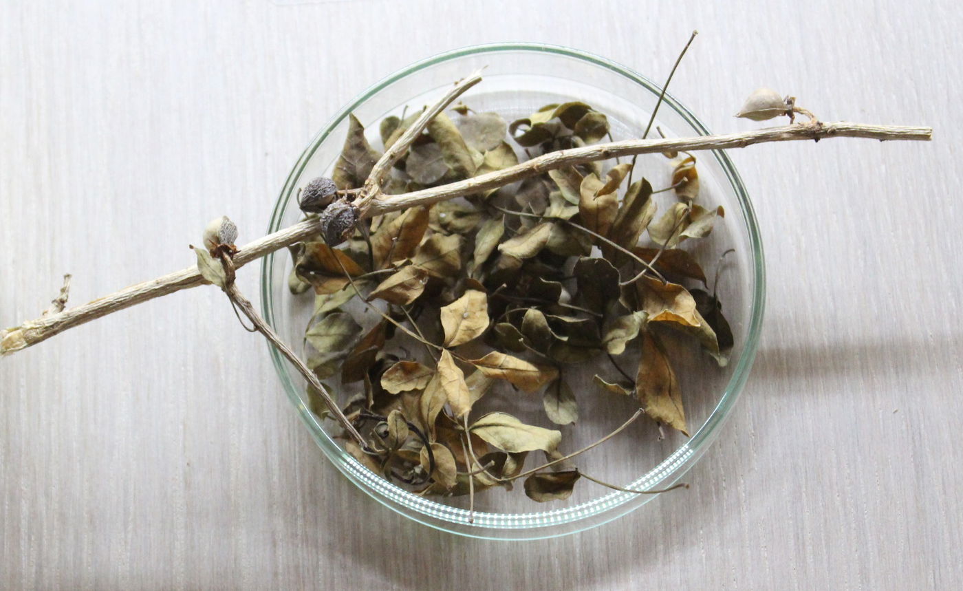 הצמח המזוהה כיום כאפרסמון המקראי.