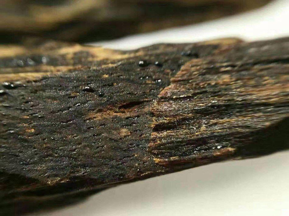 הקיארה או הקינאם עם השרף היקר עליו