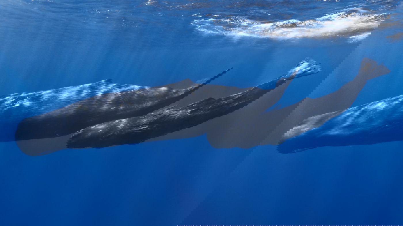 ראשתן גדול-ראש ממנו מופק הענבר האפור