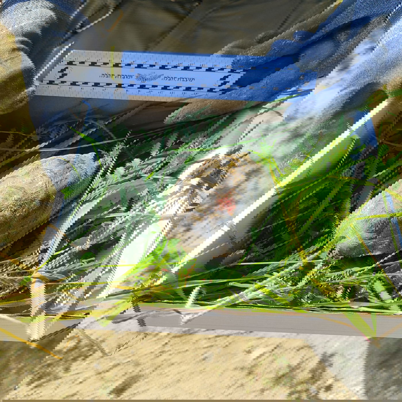 חבלני משטרה הצילו צב שנפגע מרסיס אמל"ח באזור מטה יהודה