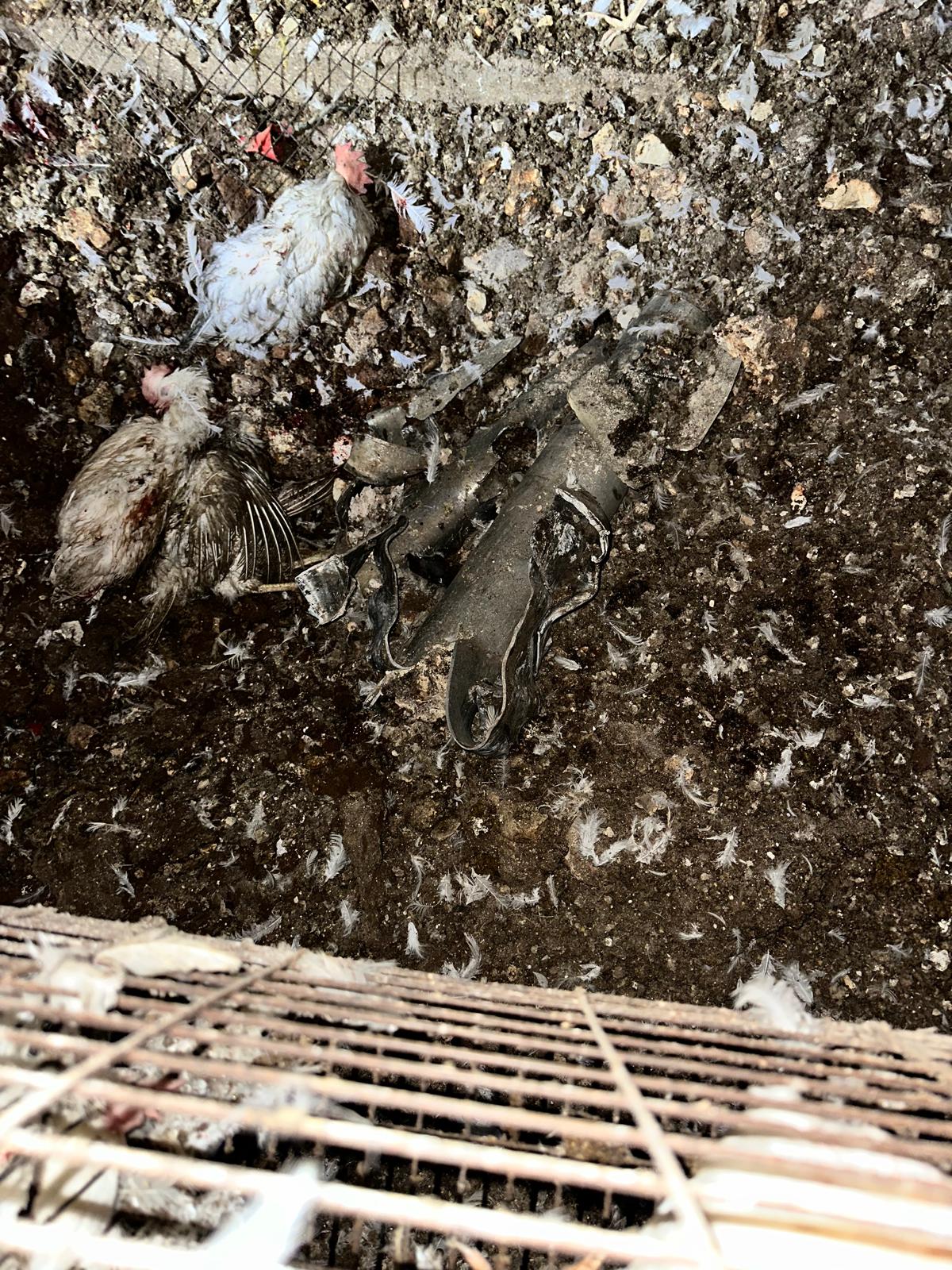 הרקטה שפגעה בלול