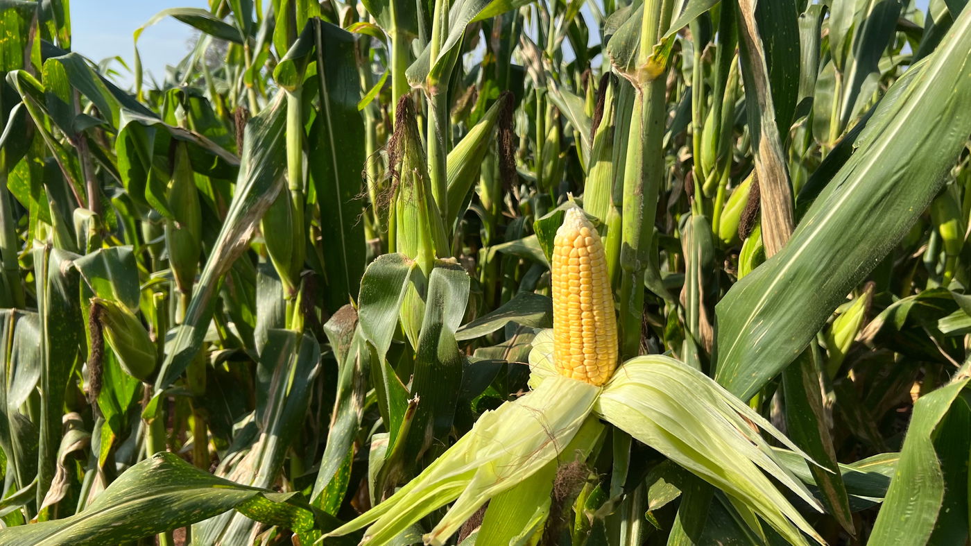 קלח תירס גדל בשדה