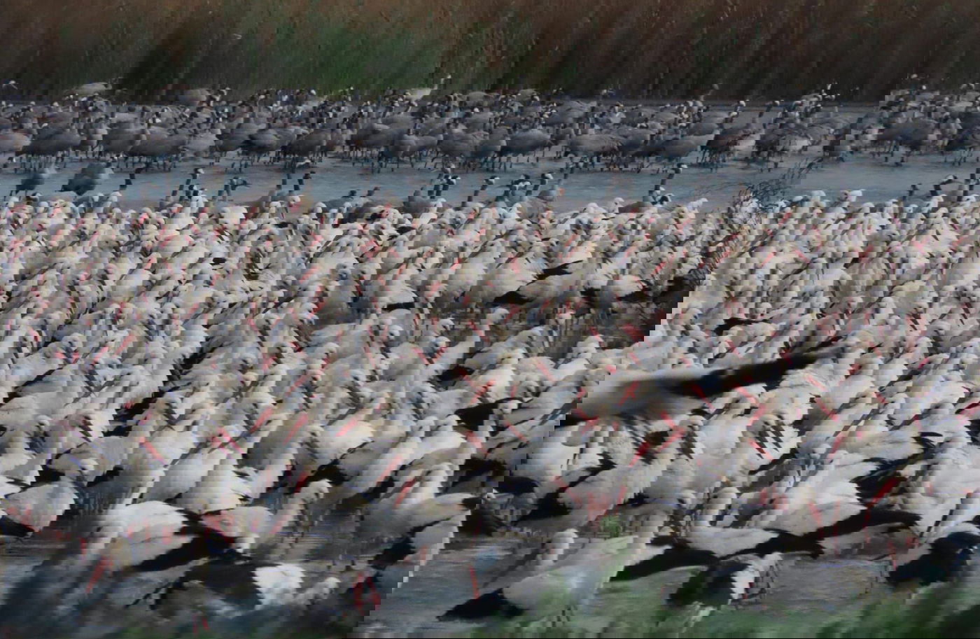 העגורים באגמון החולה