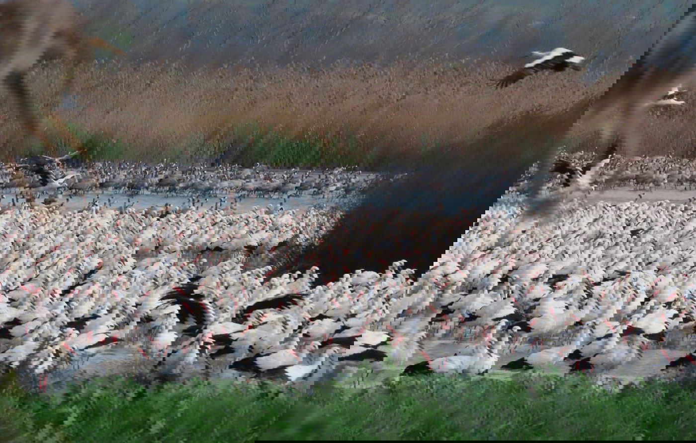 העגורים באגמון החולה