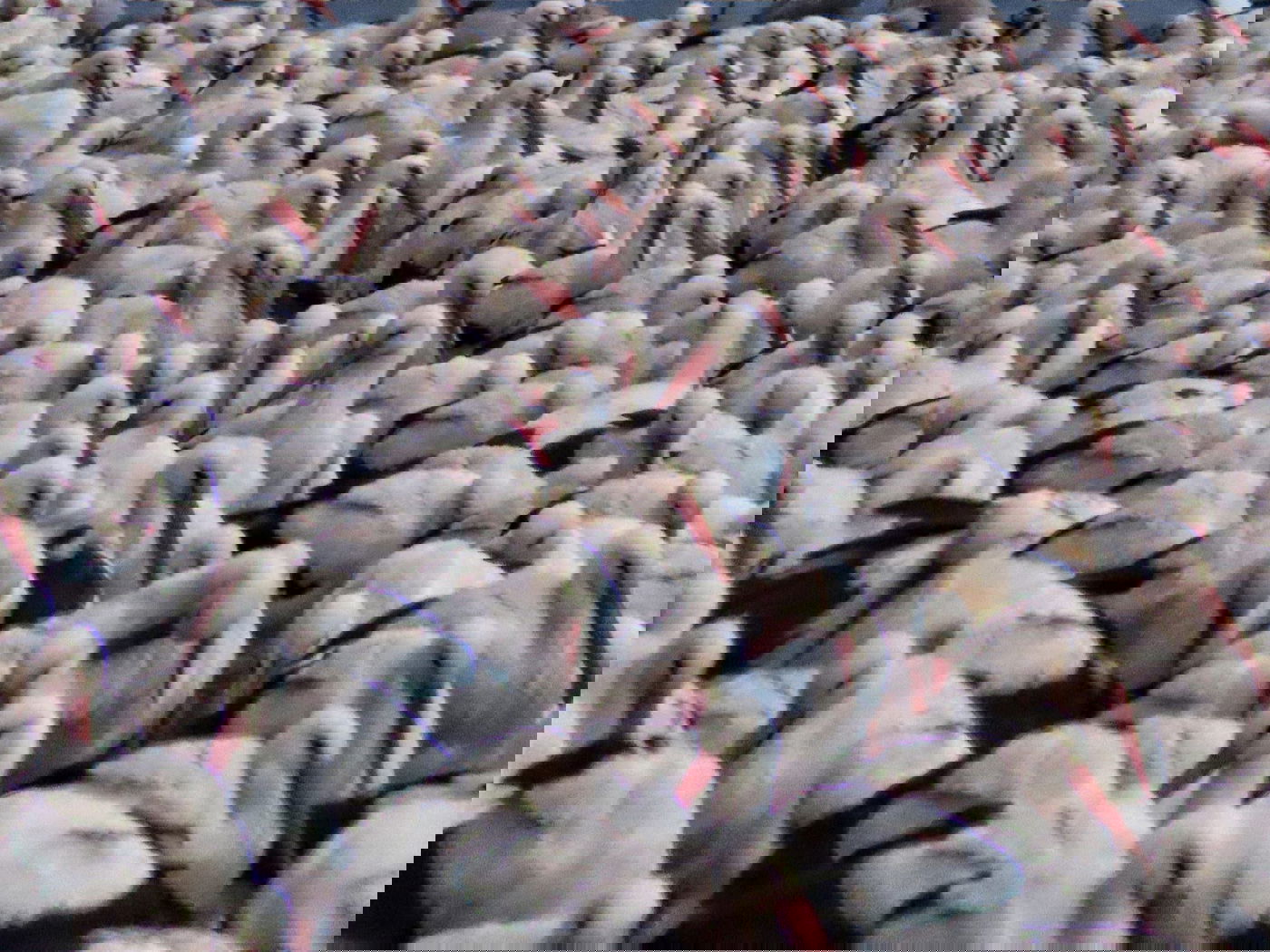 העגורים באגמון החולה