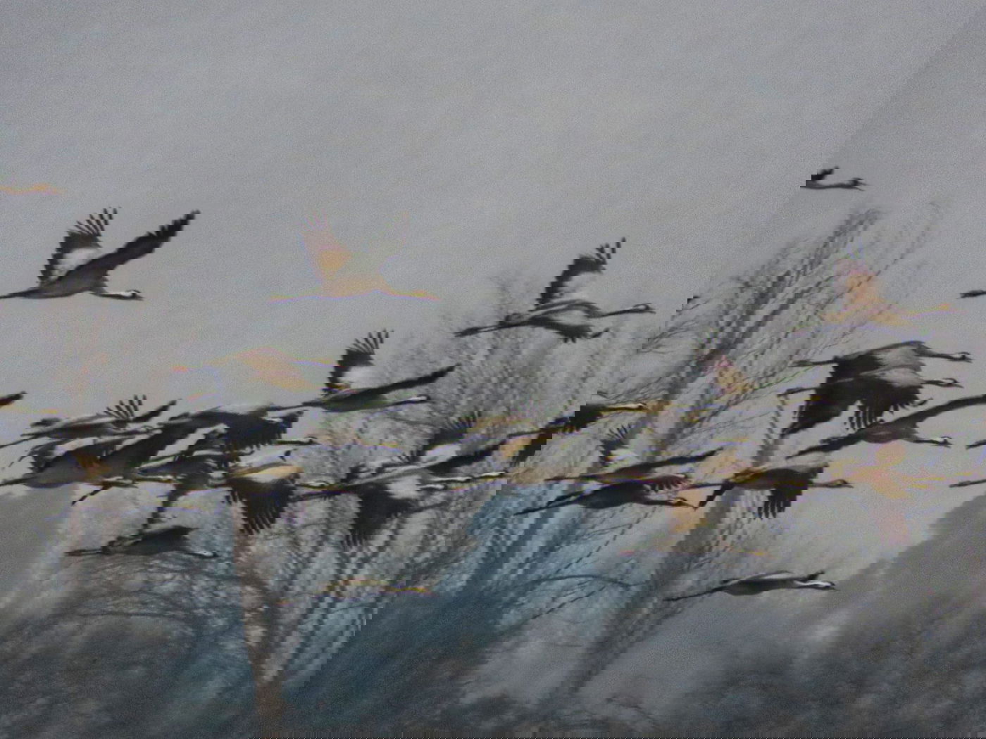 העגורים באגמון החולה