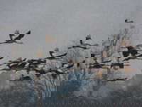 העגורים באגמון החולה