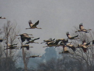 העגורים באגמון החולה