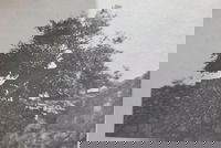 צילום של עץ ישעיהו הנביא בירושלים משנת 1932