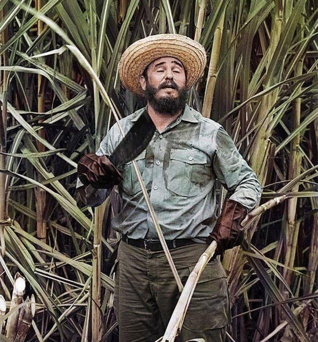 קציר קני סוכר - אחד הסמלים המזוהים ביותר עם הכלכלה הקובנית ועם הניסיון של קסטרו להצטייר כ"מנהיג של העם" שאינו מפחד מעבודת כפיים.