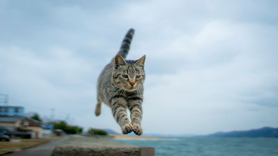 תמיד נופל על 4. חתול