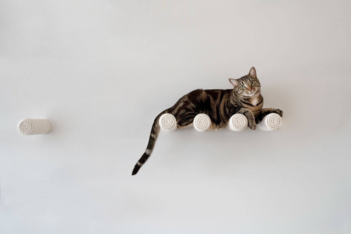 גמישות מפתיעה. חתול