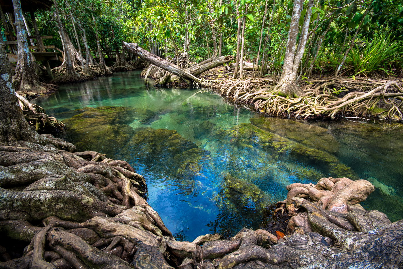 יערות מונגרבים