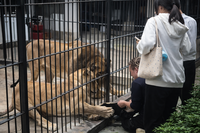 אימה בגן החיות: ילדה בת 10 נגררה על ידי צמד אריות לעיני המבקרים