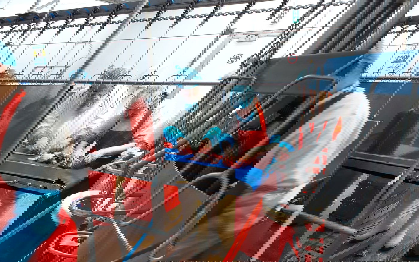 הגה"צ גאב"ד אנטווערפן בביקור בבית השחיטה