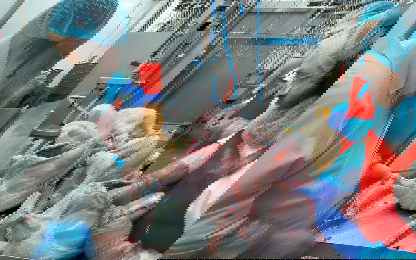 הגה"צ גאב"ד אנטווערפן בביקור בבית השחיטה