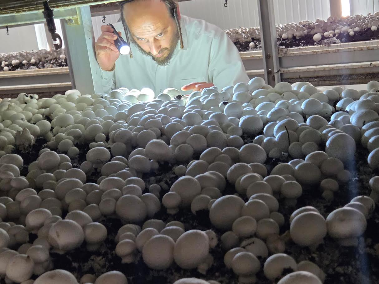 הרב נחמן גבאי המשגיח בפועל במפעל 'מרינה פטריות'