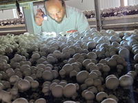 הרב נחמן גבאי המשגיח בפועל במפעל 'מרינה פטריות'