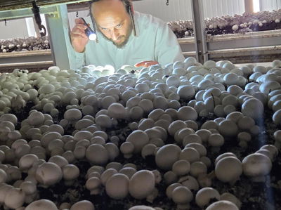 הרב נחמן גבאי המשגיח בפועל במפעל 'מרינה פטריות'