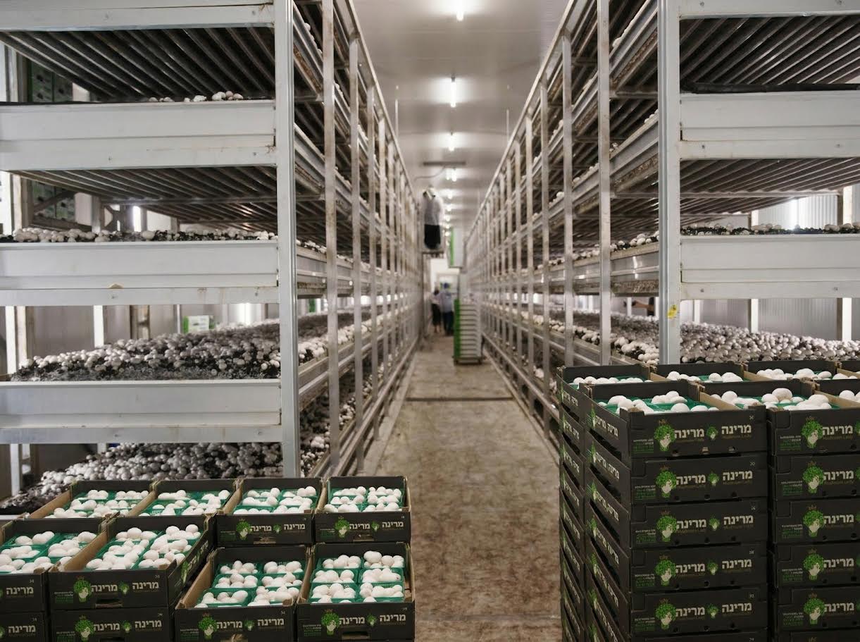 הפטריות ונבחרת מוצרי העילית של 'מרינה פטריות' מציעות פתרון קולינרי עשיר, בריא ומגוון, שמוסיף עומק וטעם למנות החג 