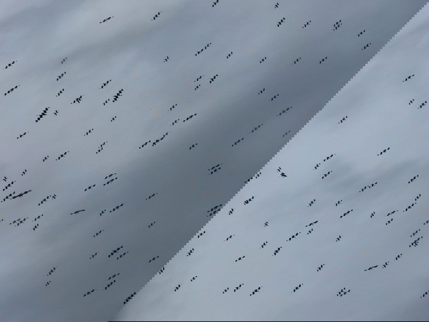 הנדידה באגמון החולה