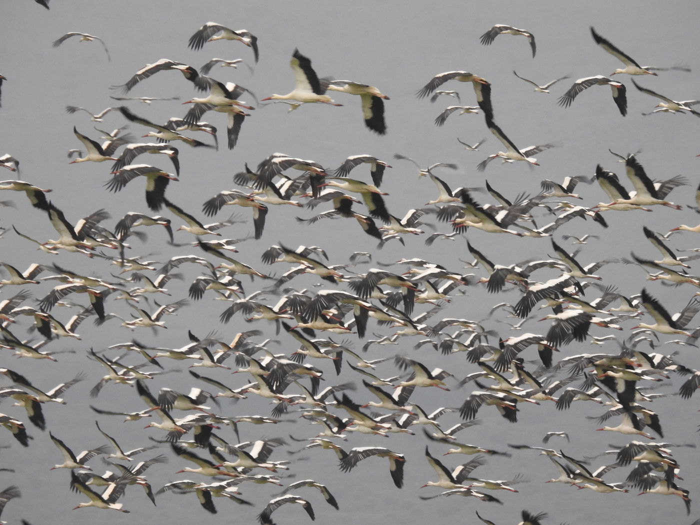 הנדידה באגמון החולה